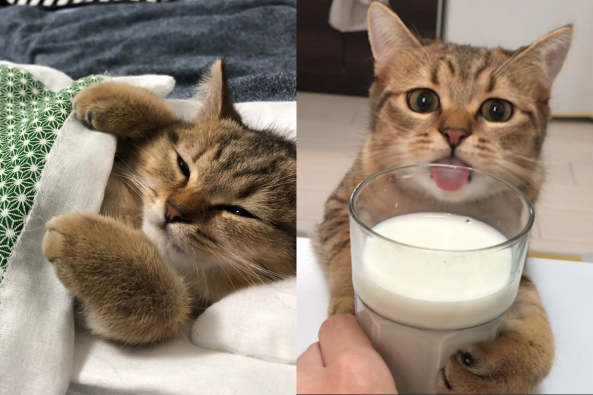 早上想喝牛奶卻被「這隻」給釘住！（圖／Twitter@minira_diary）