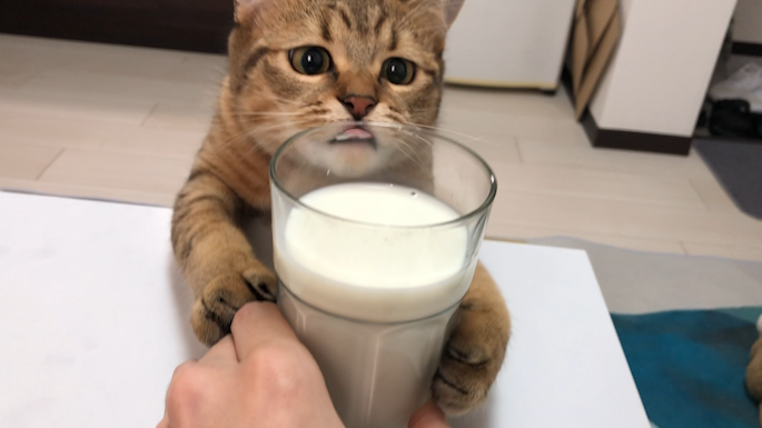 MINIRA：哇！！是牛奶！！（圖／Twitter@minira_diary）