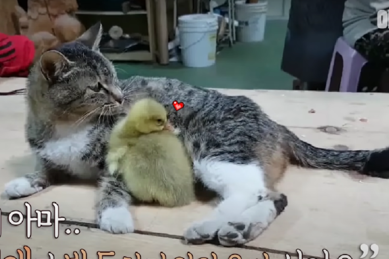 傷心貓媽媽領養小鵝，天天保護自己的鵝小孩！（圖／Youtube@SBS TV동물농장x애니멀봐）