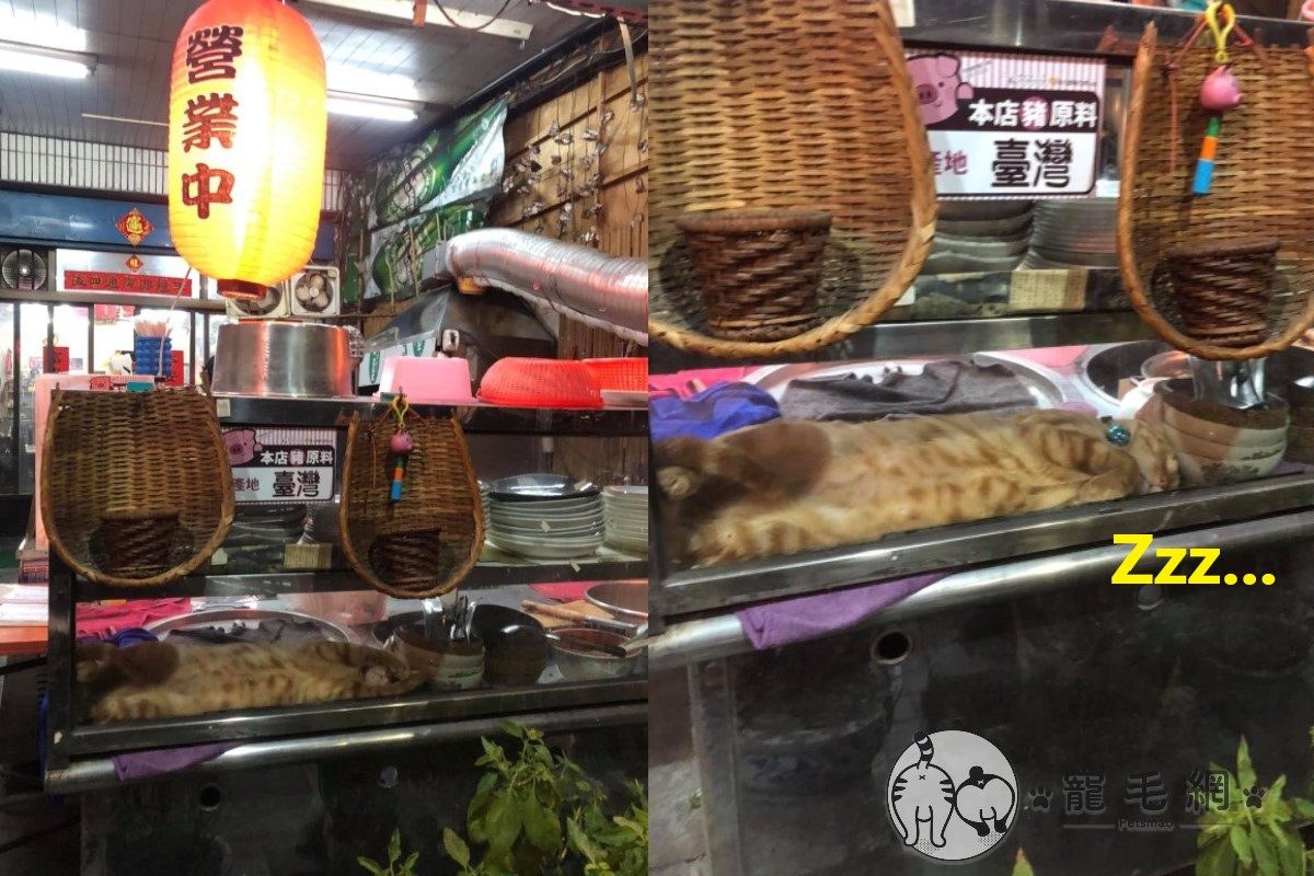 ▲老闆來一份「虎皮捲」！橘貓躺小吃店爐台「呼呼大睡」網：新菜色？（圖／shutterstock）