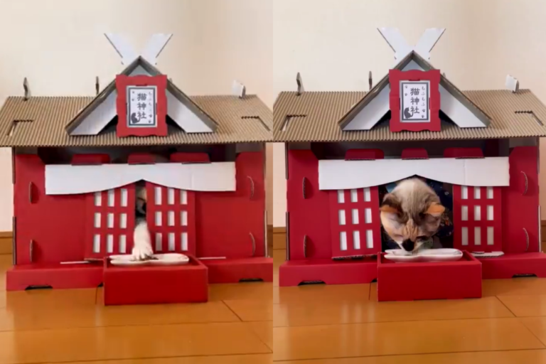日本推主分享家裡的小型神社，引起許多貓奴的注意！（Screengrab from @maihimemoco/Twitter）