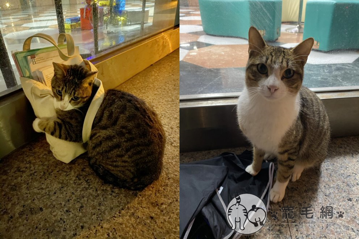女網友平時餵養的浪貓，突然「打包好自己」這幕讓她大笑：「想跟我回家嗎？」（圖／網友Mina Chu授權）