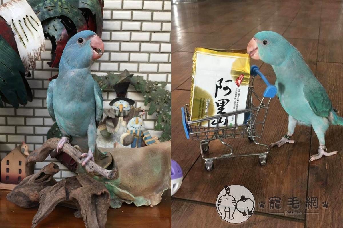網友家養的月輪鸚鵡竟然會學公雞叫，儼然成為她的鬧鐘呢！（圖／網友Sara Fish授權）