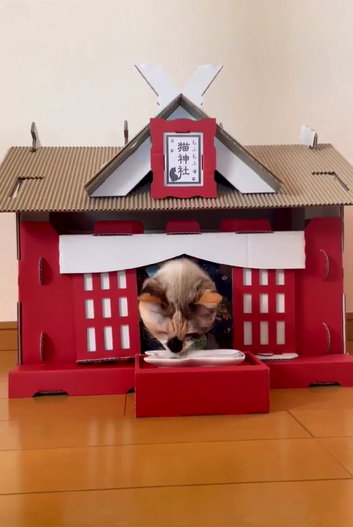 日本貓奴架設小型貓神社　網讚：貓「神」降臨領供品