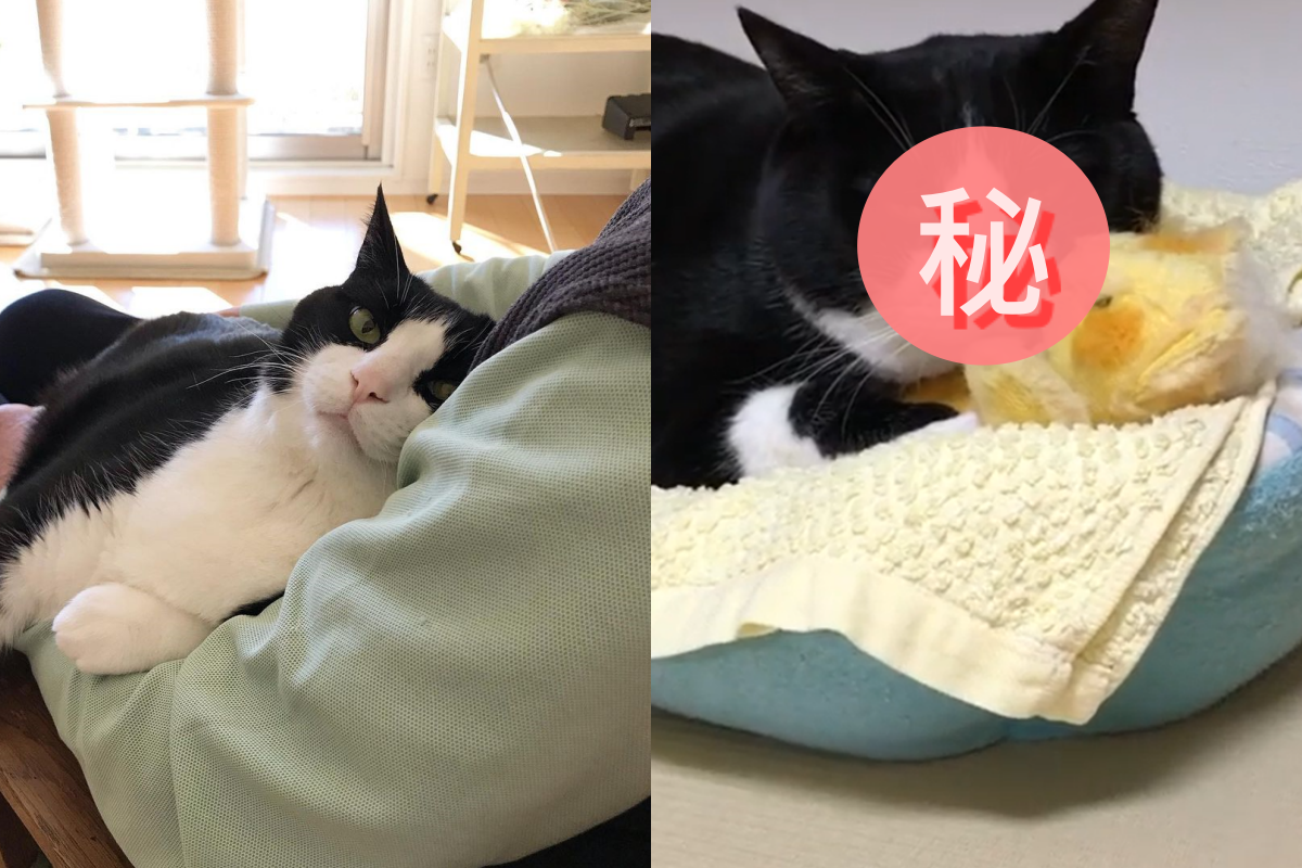 心愛的男主人不在家，賓士貓表情忍耐等不及！（圖／Instagram＠kikibekako）