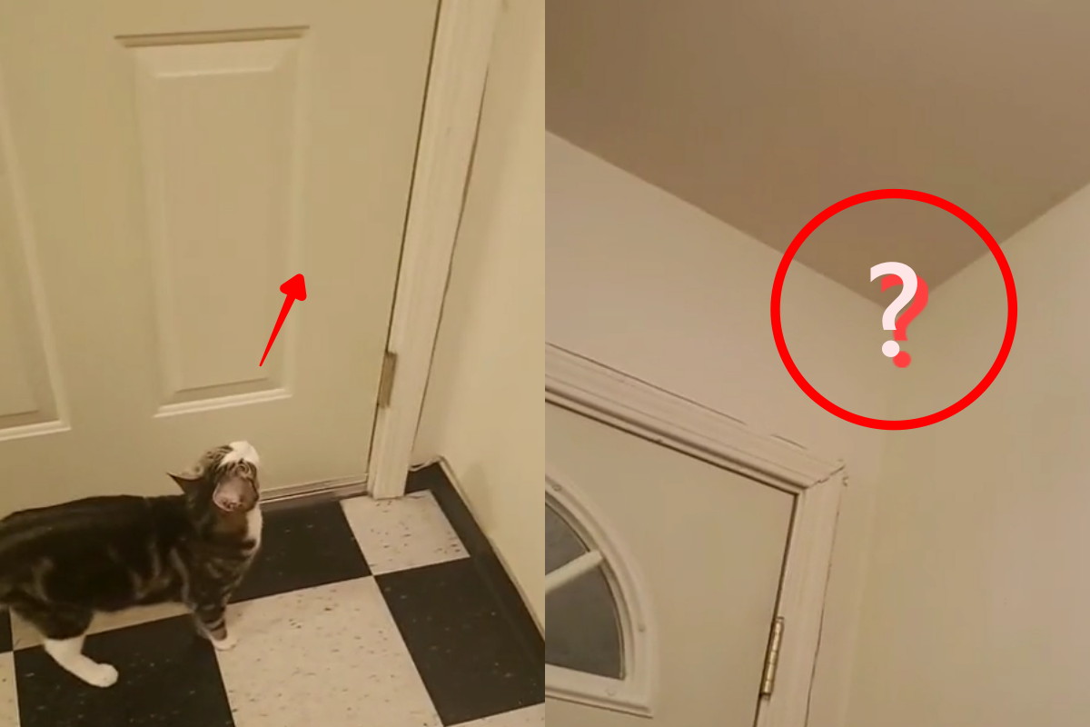 貓詭異盯「空白牆角」喵喵叫，害男主人大崩潰！（圖／TiKTok@du6513p）