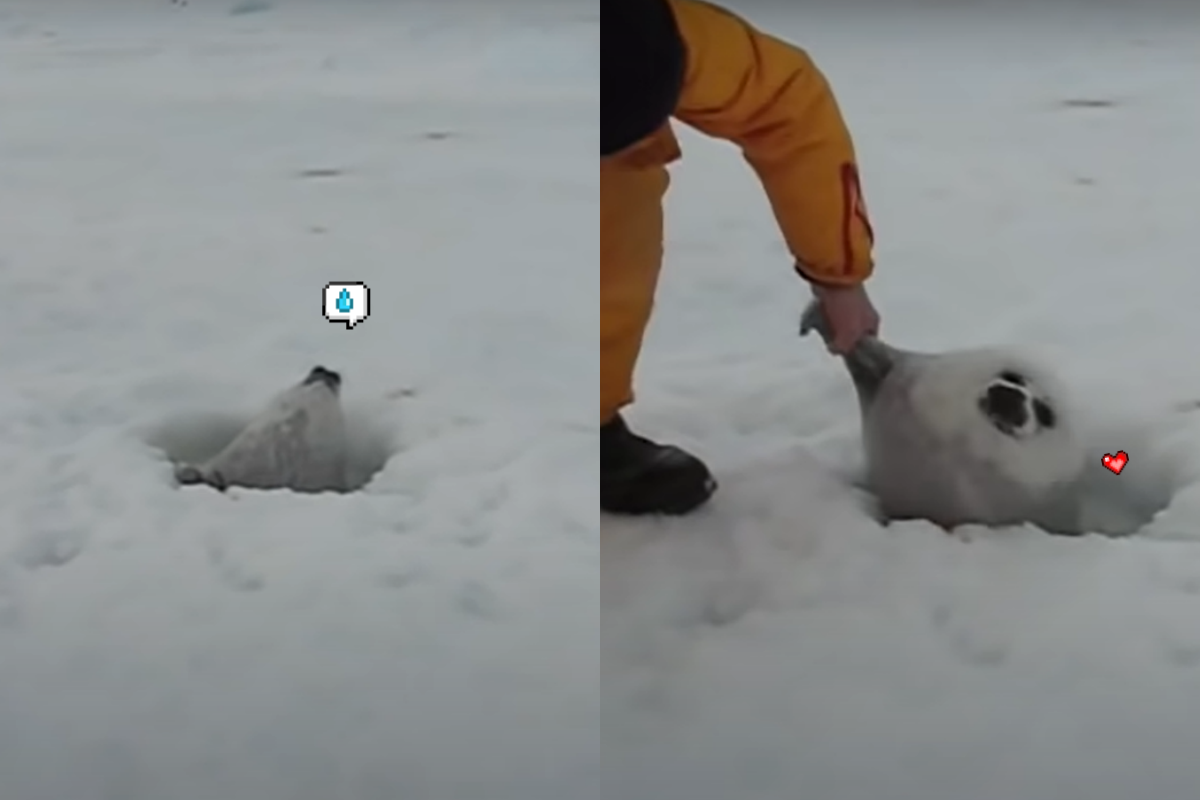 小海豹追媽媽不慎掉進洞，爬不起來等救援！（圖／Youtube＠abi8080）