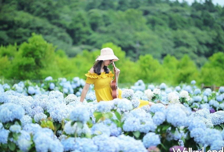 ▲繡球花要大爆發了！洗版IG就靠「竹子湖海芋、繡球花季」網美照，周末快上陽明山卡位。（圖／WalkerLand）