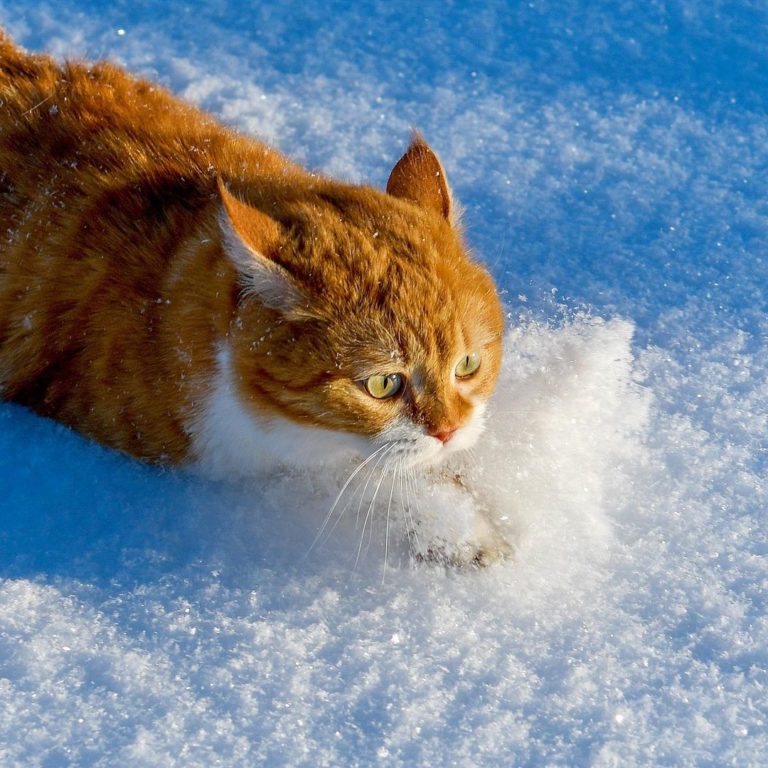 小薑挖雪機啟動！！！！（圖／Instagram＠cute_ginger_cat）