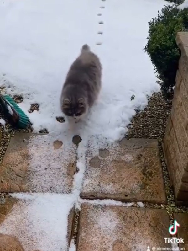 貓咪出門玩雪竟走「原足跡」回家　網驚：有強迫症？