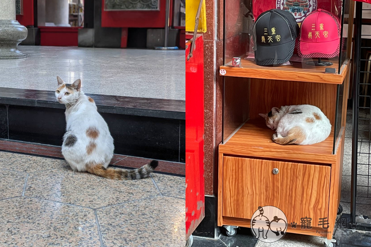 位在三重的義天宮因收容浪貓而爆紅，一起來瞧瞧背後的故事！（圖／寵毛網拍攝）