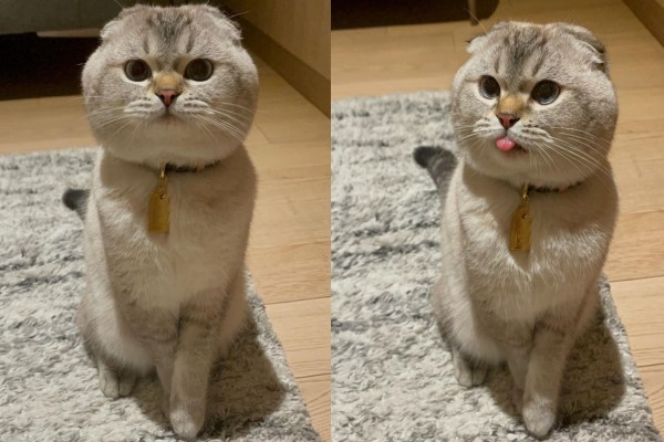 泰國網紅貓自備「豐厚臉頰」　網驚艷：嘴邊肉好肥美！