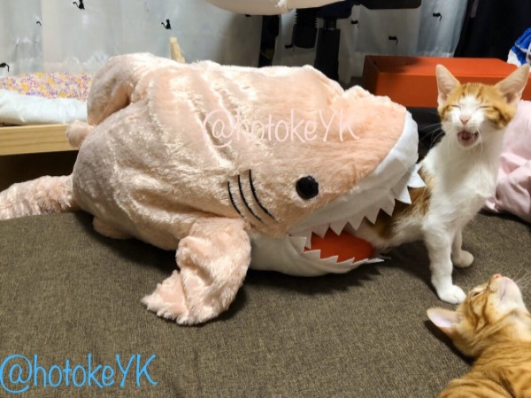 橘白貓「被鯊魚咬」　戲精魂上身：快救駕！