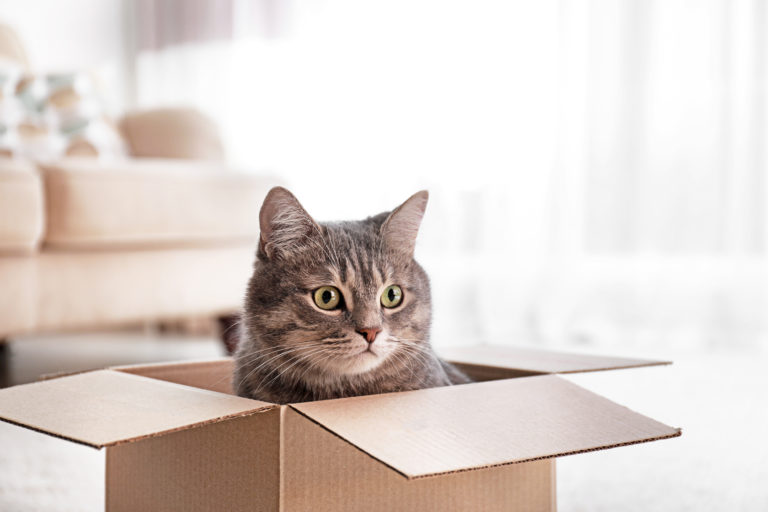 為什麼貓那麼喜歡紙箱？｜ 獸醫好想告訴你
