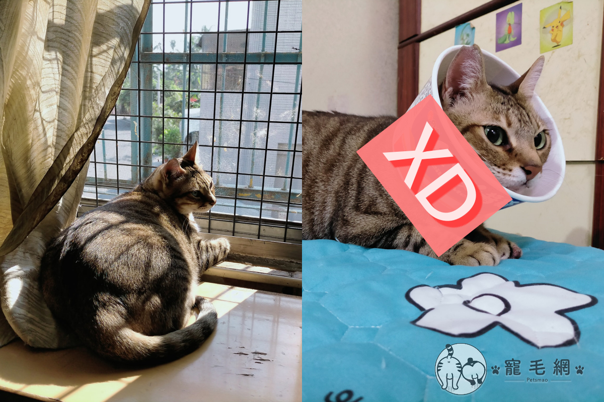 貓不愛小花甜甜圈，主人奇發奇想換「這個」！（圖／Facebook＠Nicky Tu）