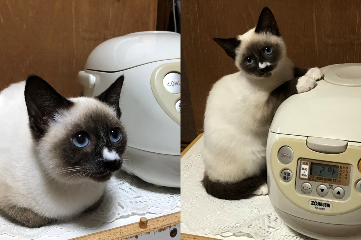 主人曬貓咪扶飯鍋取暖照，竟釣出更多「飯鍋貓」！（圖／Twitter＠shaaaaaaaaaam11）