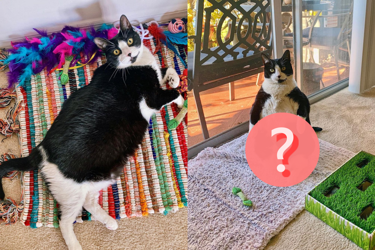 胖胖賓士貓有事沒事就像企鵝那樣站著！（圖／Instagram＠peggythepenguin_）