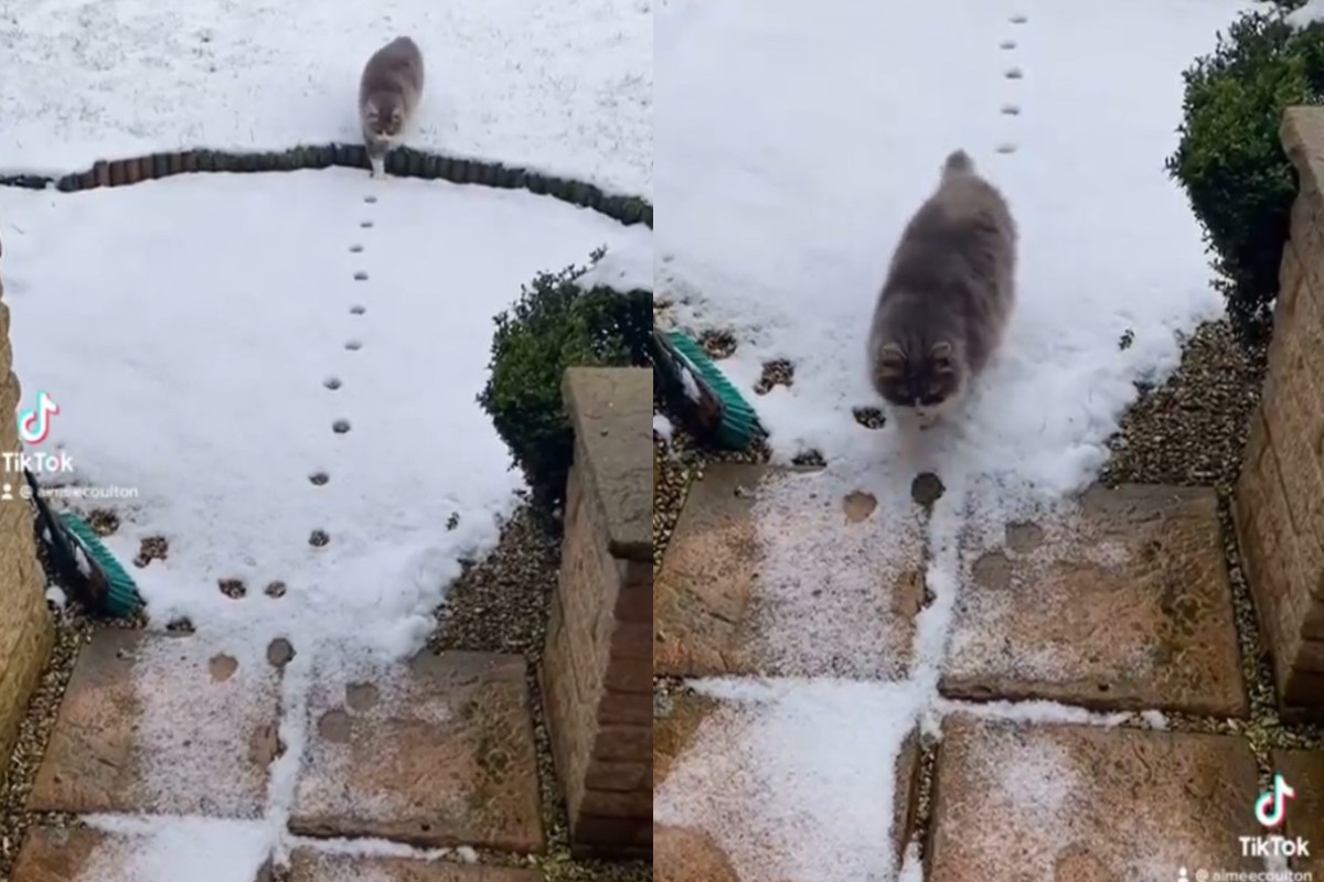 英國一隻貓咪堅持走「原足跡」回家（圖／Tik tok@aimeecoulton）