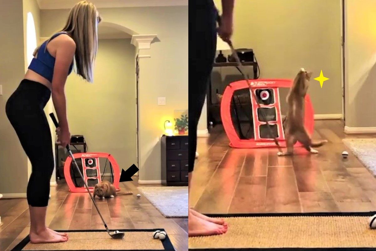 ▲奴才在家練習高爾夫，橘貓「從中攔截」：絕對過不了本喵這一關！（圖／IG@birdiesandbliss）