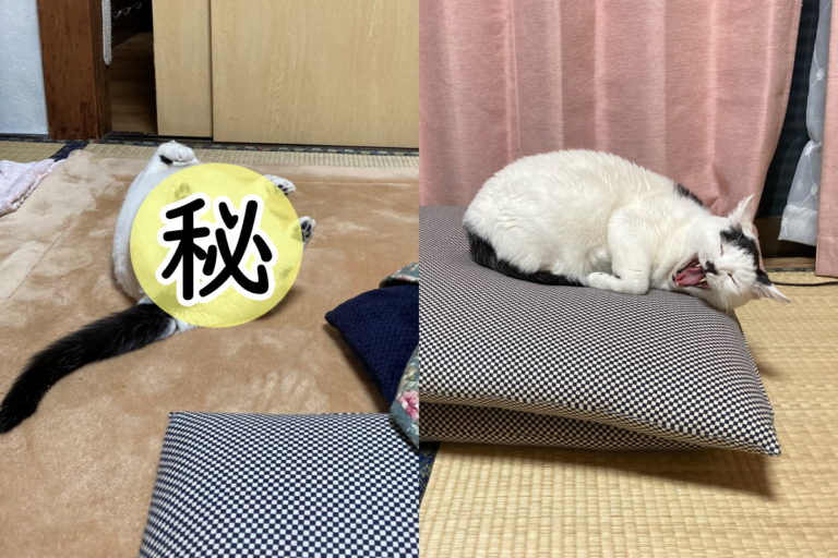 日本推主家的暖爐桌旁竟躺了一隻睡到翻的黑白貓！（圖／Twitter@tsurukameryu）