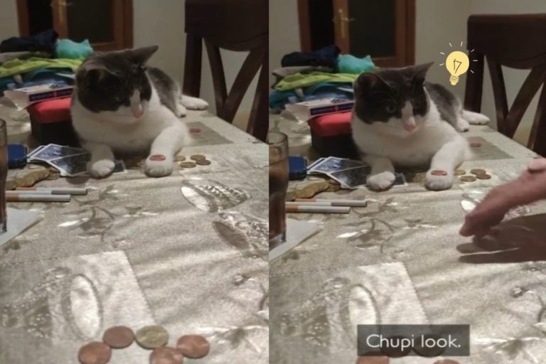 國外一名飼主為賓士貓示範如何玩拋硬幣（圖／翻攝自YT@Caters Clips）