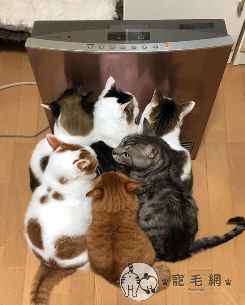 貓咪「六貼」搶電暖器　橘貓「卡位不成」怨：本喵好冷！