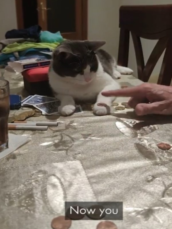 聰明賓士貓學主人玩「拋硬幣」　一學就會反應超俐落！