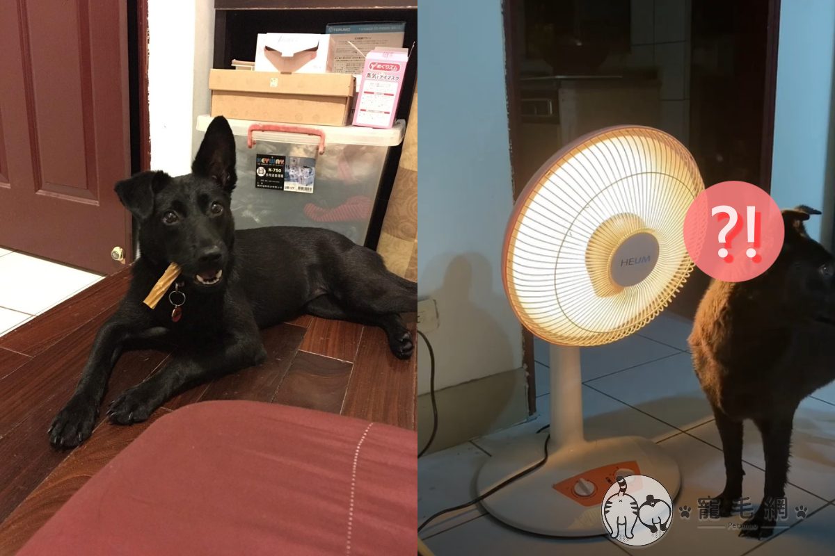 ▲黑狗洗完澡烘一烘「全身冒煙」！網驚：要成仙了～（圖／Facebook＠Ben Wu）