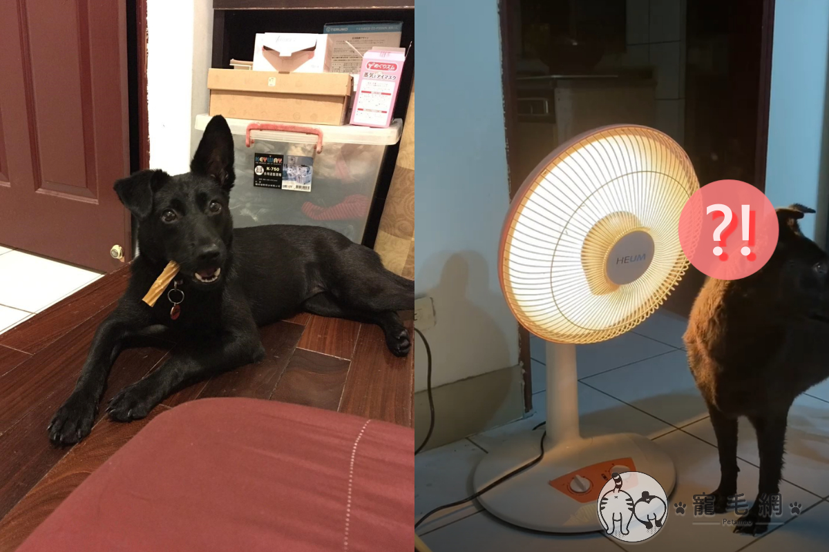 黑狗洗完澡曬一曬竟開始緩緩冒煙！（圖／Facebook＠Ben Wu）