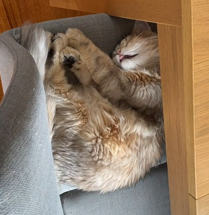 這天牠正在睡覺（圖／Instagram＠moscow_the_siberian_cat）