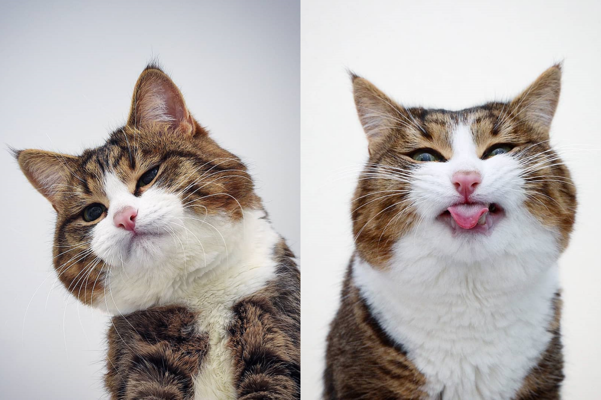 癱瘓虎斑貓表情超豐富，「喜怒哀樂」通通能滿足！（圖／Instagram＠rexiecat）