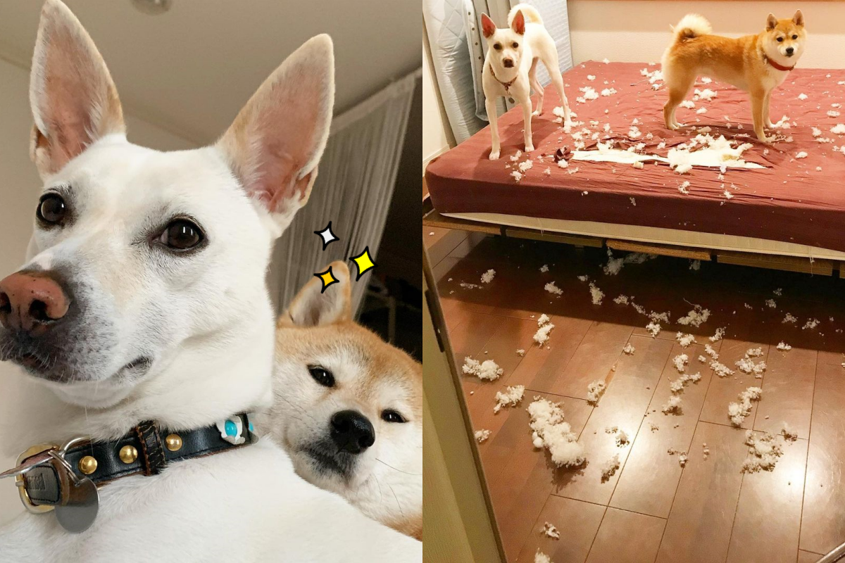 開門看到兩隻狗狗讓床鋪盛開滿天星，主人只能苦笑！（圖／Instagram＠haruharu040777）