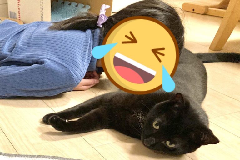 日本一名推主的女兒日前對黑貓「做某件事」（圖／twitter@shiochin授權提供）