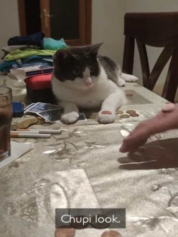 聰明賓士貓學主人玩「拋硬幣」　一學就會反應超俐落！