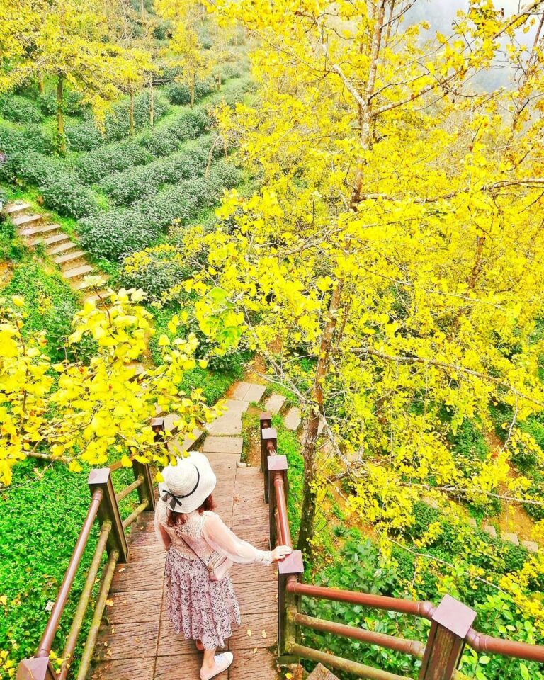 ▲銀杏森林 ｜Ginko Forest (Courtesy of @chu.chu_annie/Instagram)