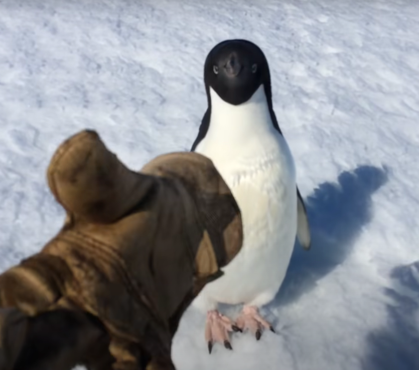 男子拿出手套開始晃，企鵝頭跟著向上擺（圖／Youtube＠Polar Lights）