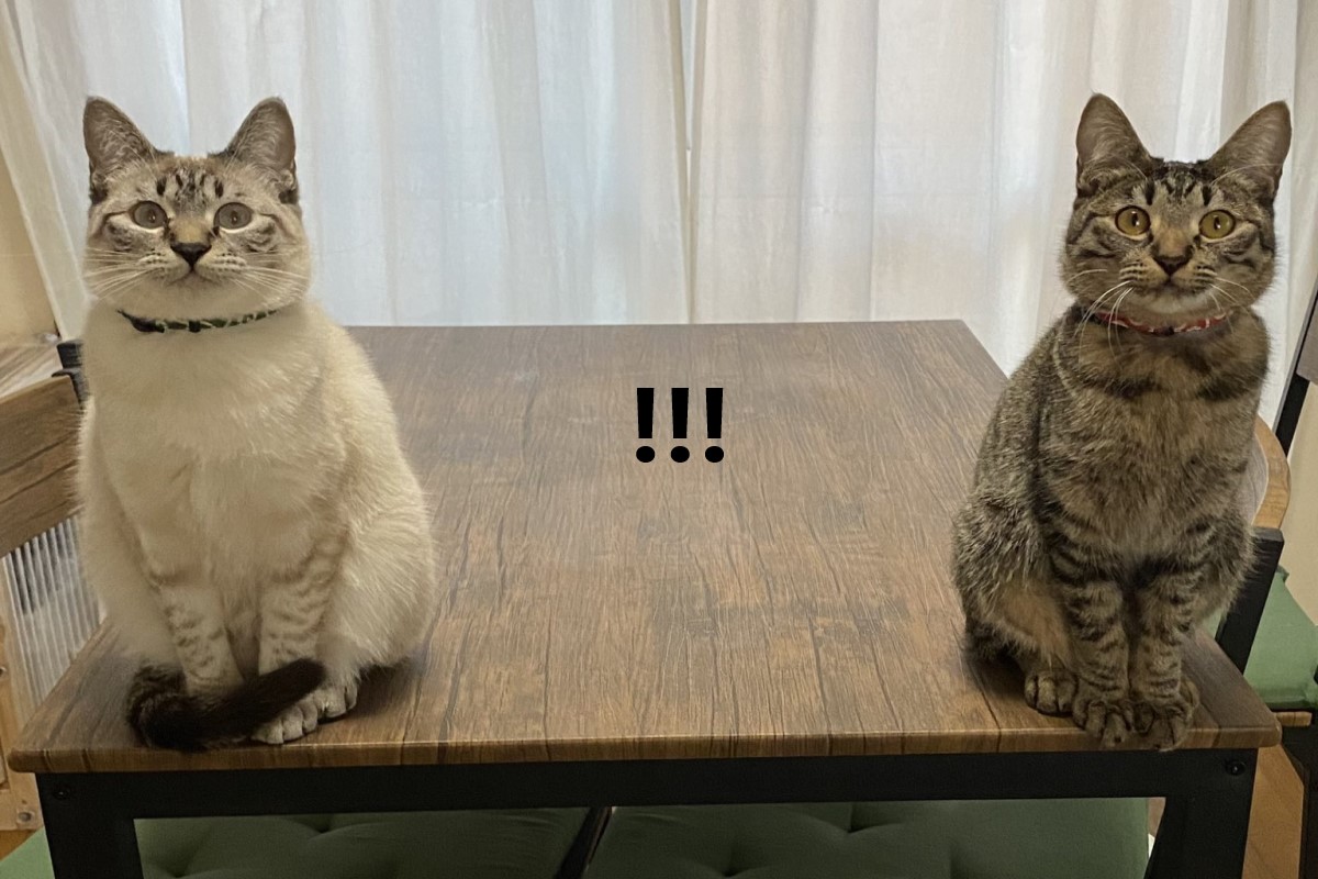 日本一名推主回家時，一開門就看見兩隻貓咪一左一右地盯著她看（圖／twitter@PinoMoka0323）