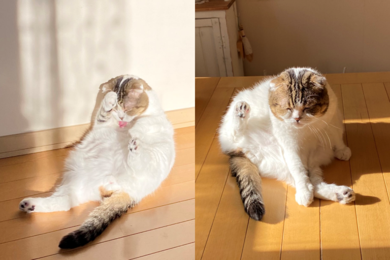 日本推主家的貓突然「不見喵影」，最後卻在「這裡」找到！（圖／Twitter@akihimatandon11）
