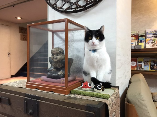 旅館店貓不怕冷出門「剷雪開道迎客」：歡迎來玩！