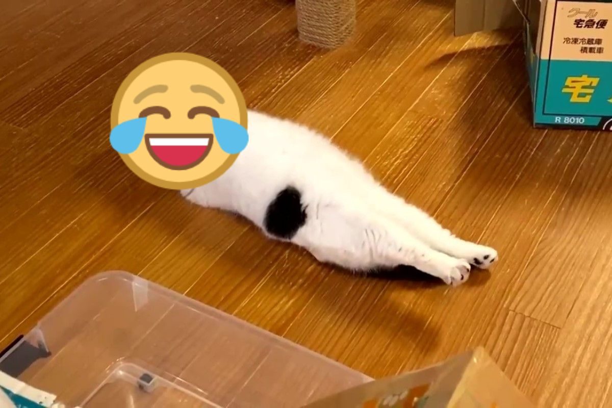 ▲貓咪「謎之躲迷藏」把頭裝箱！伸直雙腳放空「看VR」。（圖／twitter@ yamanoneko_23）