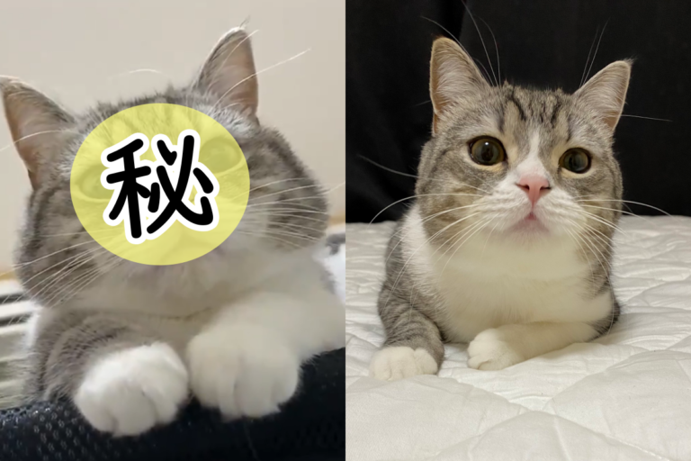 日本推主不小心睡過頭，眼前竟出現大貓臉（圖／Twitter@catmotimaru）