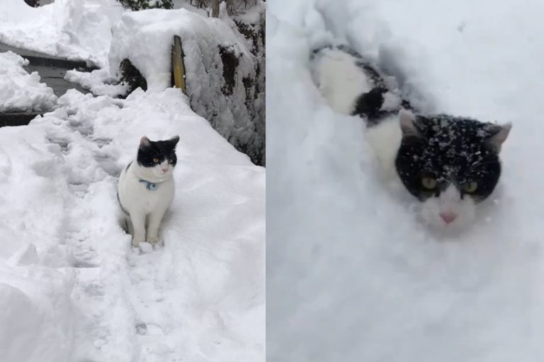 旅館店貓不怕冷　出門「剷雪開道迎客」：歡迎來玩！
