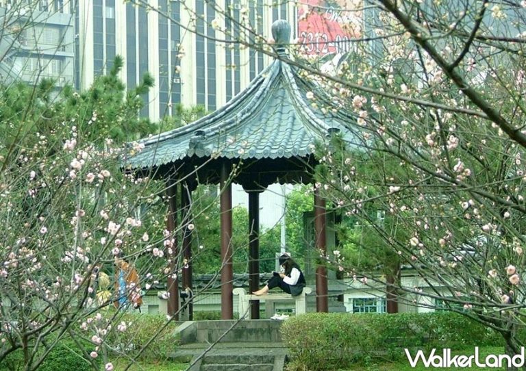夢幻日式梅花園「逸仙公園」偷偷綻放！「免費賞花景點」台北人不要再路過
