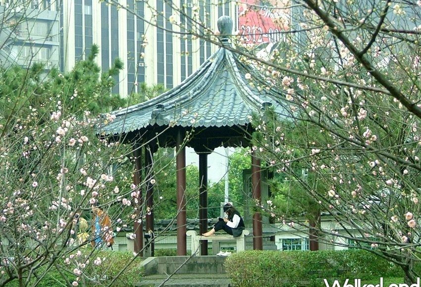 ▲夢幻日式梅花園「逸仙公園」偷偷綻放！「免費賞花景點」台北人不要再路過。（圖／WalkerLand）