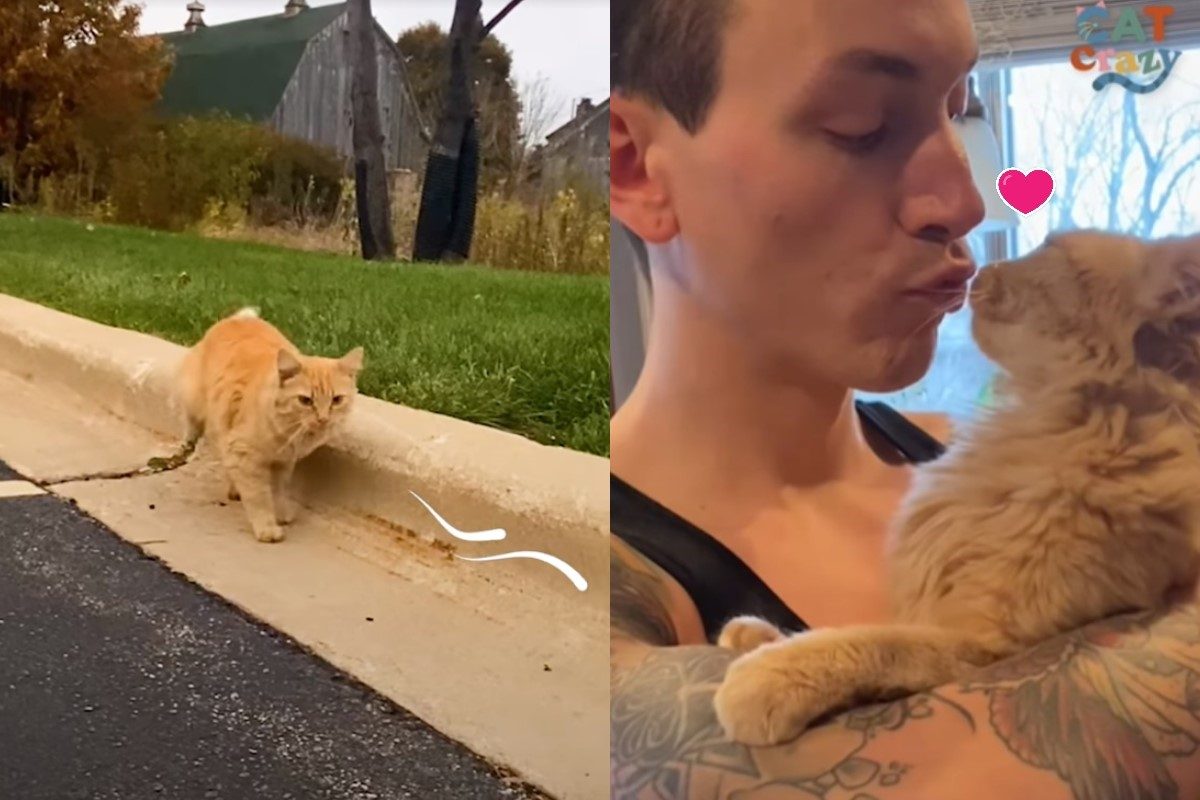 ▲最強小三現身！女子從停車場救出橘貓，牠卻和丈夫整天放閃。（圖／翻攝自FB@The Dodo）