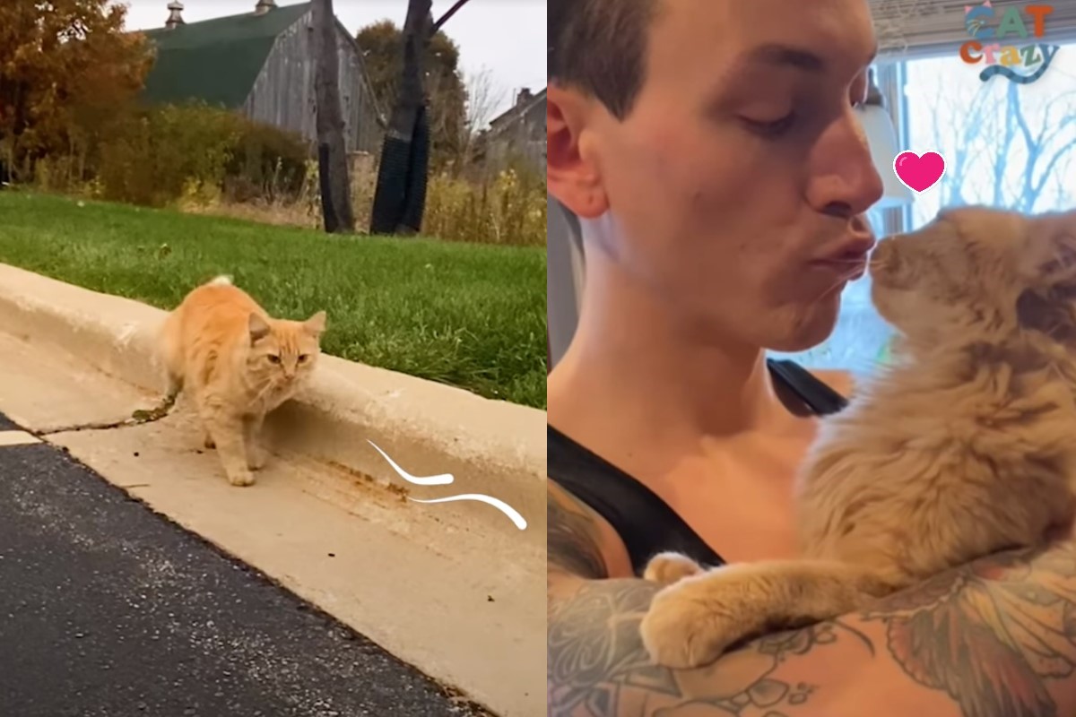 女子撿到一隻浪橘，回家後牠卻黏上丈夫（圖／翻攝自FB@The Dodo）