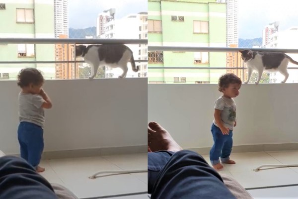 男孩想攀欄杆　貓哥哥全程緊盯不讓他靠近：危險啦！