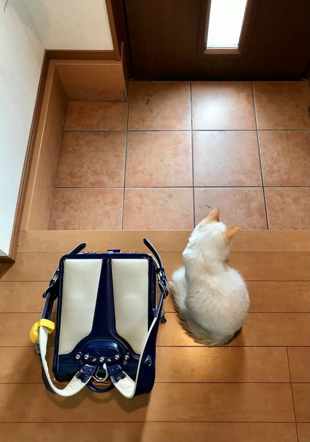小主人回家放書包又溜出門　白貓「哀怨窩門口」：摸摸呢？