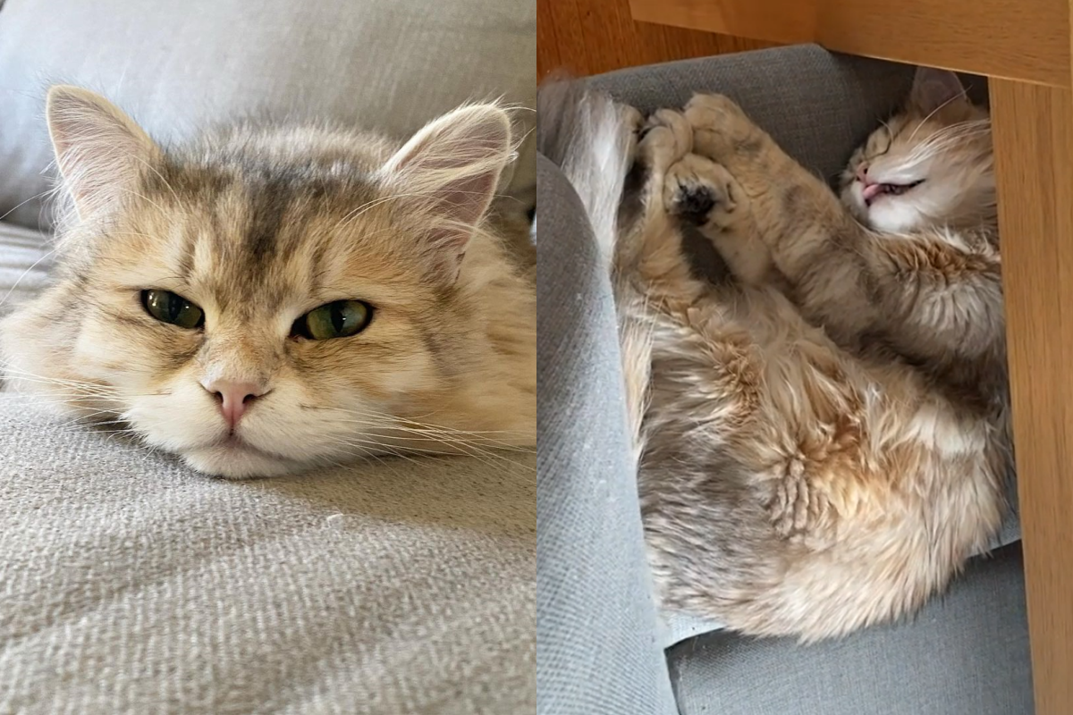 人類吵醒熟睡貓貓，牠竟擺出爆笑動作回覆！（圖／Instagram＠moscow_the_siberian_cat）