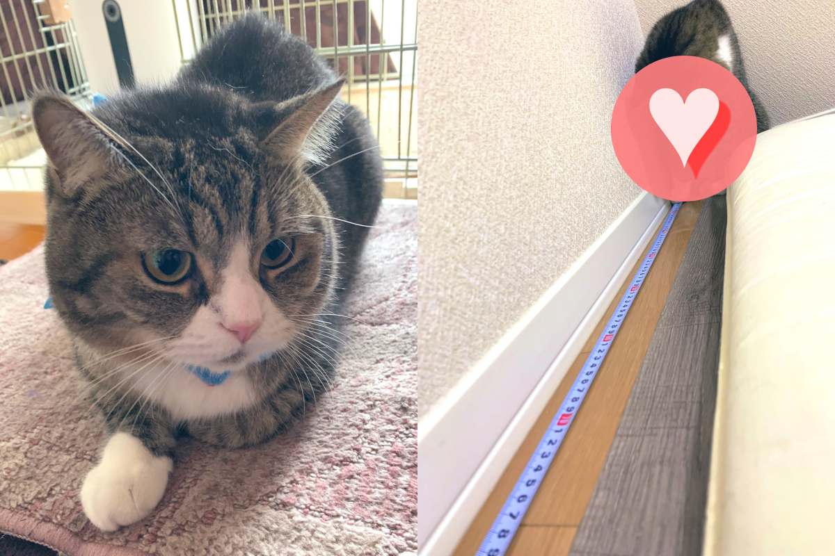 主人展開捲尺，意外釣出貓咪前來！（圖／Twitter＠tsukino_meito）